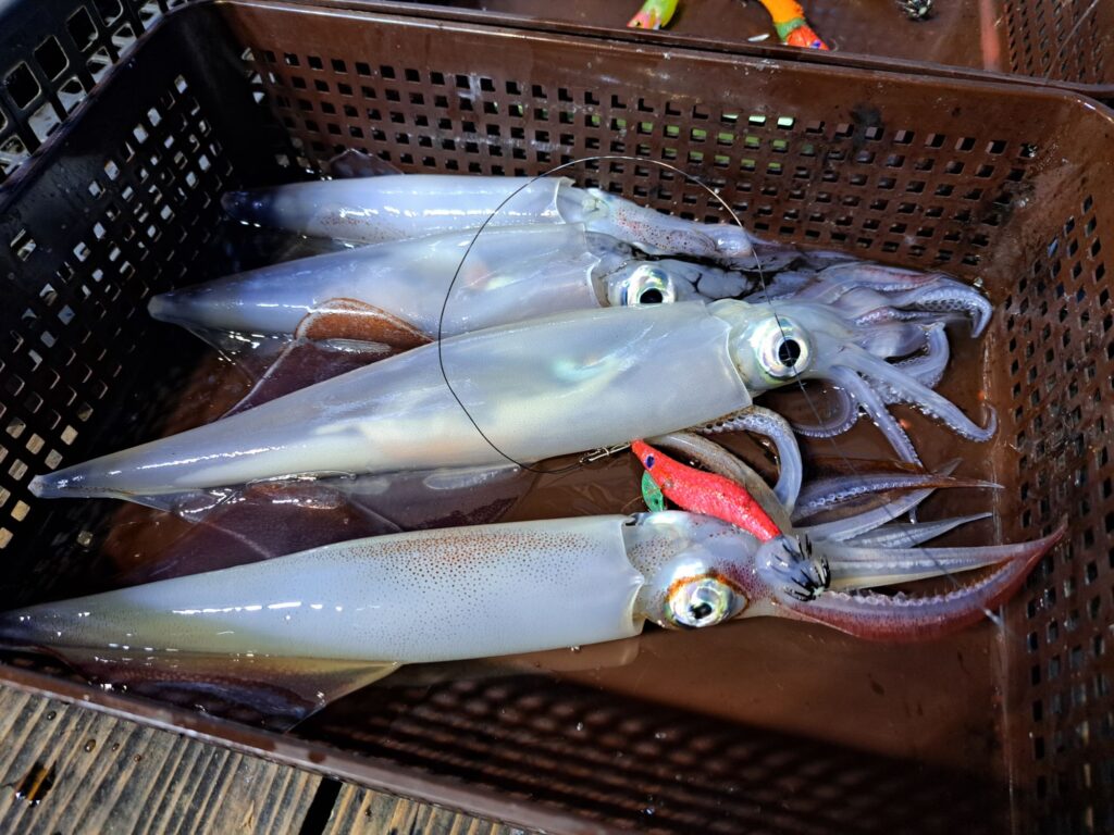 ７月27日地元でとれたて 釣り ケンサキイカ ３キロUp 7月27日 イカ釣り