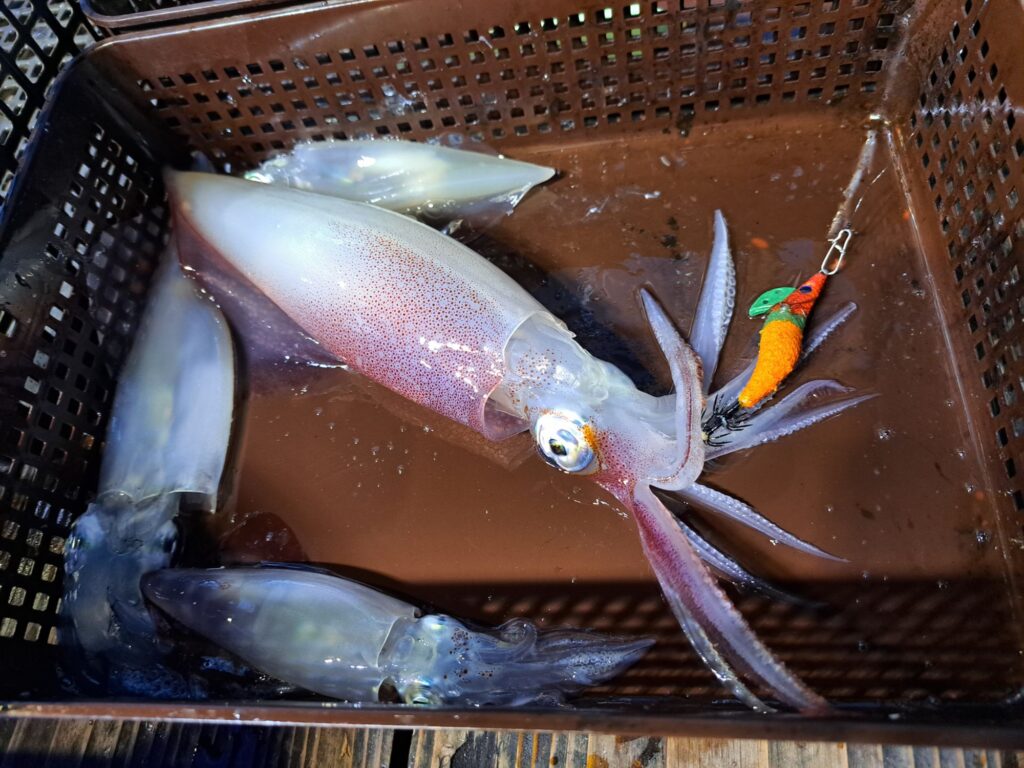 ７月27日地元でとれたて 釣り ケンサキイカ ３キロUp 7月27日 イカ釣り
